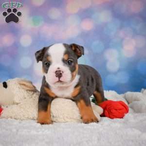 Bruno, Miniature Bulldog Puppy